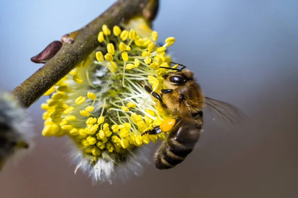 Медовая пчела (Apis mellifera) опыляет желтый цветок Goat Wil — стоковое фото