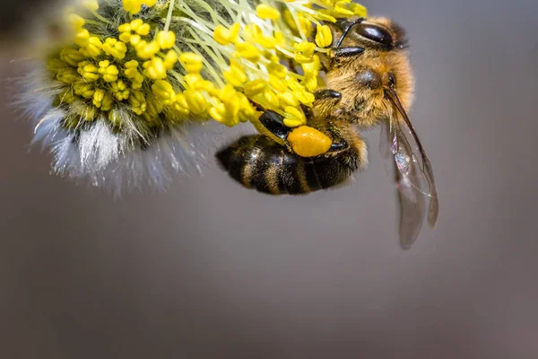 Медовая пчела (Apis mellifera) опыляет желтый цветок Goat Wil — стоковое фото