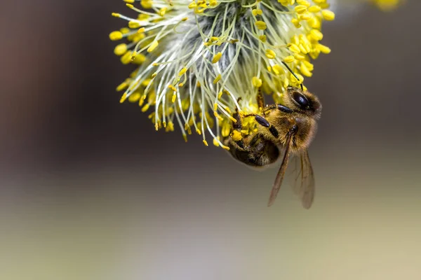 stock image Honey bee (Apis mellifera) pollinating yellow flower of Goat Wil