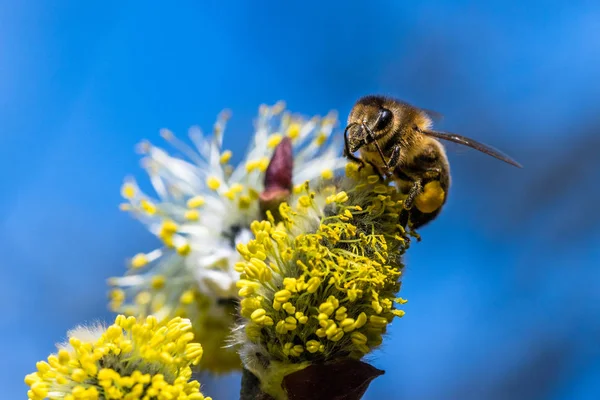 Медовая пчела (Apis mellifera) опыляет желтый цветок Goat Wil — стоковое фото