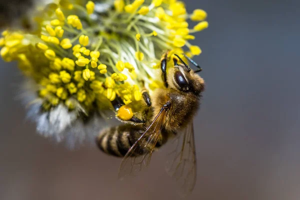 Bal arısı (Apis mellifera) keçi Wil sarı çiçek pollinating