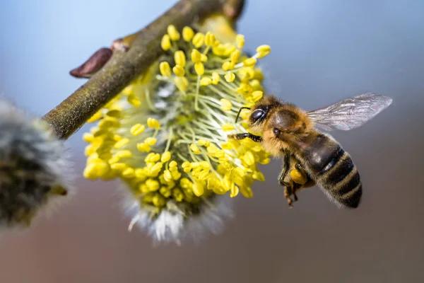 Медовая пчела (Apis mellifera) опыляет желтый цветок Goat Wil — стоковое фото