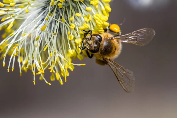 Honigbiene (apis mellifera) bestäubt gelbe Blume der Ziege — Stockfoto