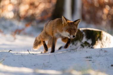 Genç kızıl tilki (Vulpes Vulpes) kameranın yanındaki ormanda koşuyor..