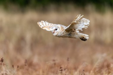 Ahır Baykuşu (Tieto Alba) uçuyor. Baykuş yumuşak sabah ışığında sonbahar çayırlarında uçuyor. Çek Cumhuriyeti, doğadan aksiyon fotoğrafları.