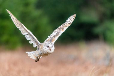 Ahır Baykuşu (Tieto Alba) uçuyor. Baykuş yumuşak sabah ışığında sonbahar çayırlarında uçuyor. Çek Cumhuriyeti, doğadan aksiyon fotoğrafları.