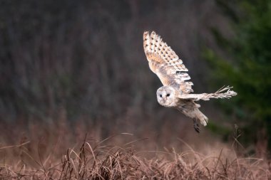 Ahır Baykuşu (Tieto Alba) uçuyor. Baykuş yumuşak sabah ışığında sonbahar çayırlarında uçuyor. Çek Cumhuriyeti, doğadan aksiyon fotoğrafları.