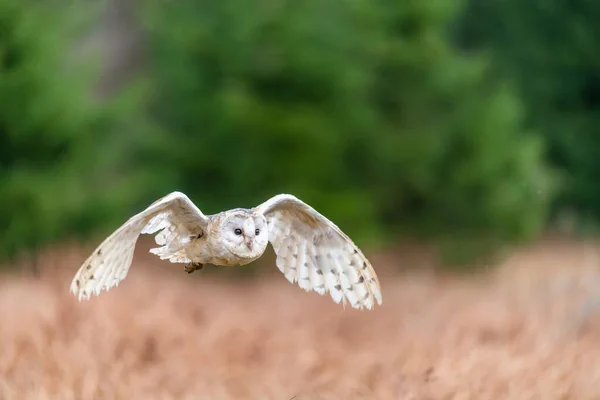 Barn Owl Tieto Alba 正在飞行 猫头鹰在柔和的晨光中飞越秋天的草地 Action Photos Nature Czech — 图库照片