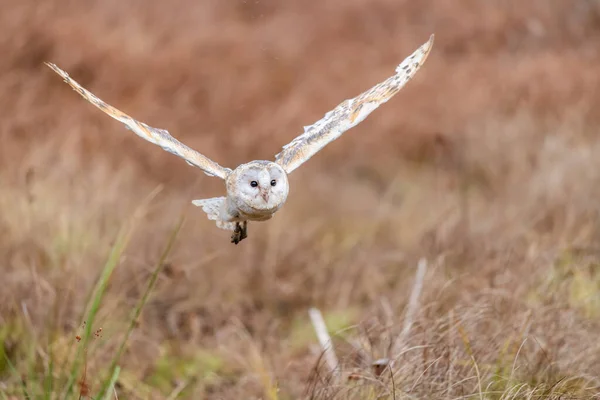 Barn Búho Tieto Alba Vuelo Búho Volando Sobre Prado Otoño —  Fotos de Stock