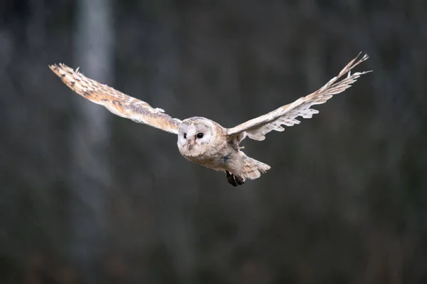 Barn Búho Tieto Alba Vuelo Búho Volando Sobre Prado Otoño —  Fotos de Stock