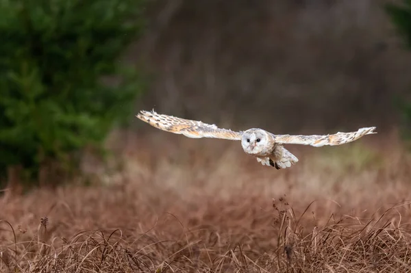 Schleiereule Tieto Alba Auf Der Flucht Eule Fliegt Sanften Morgenlicht — Stockfoto