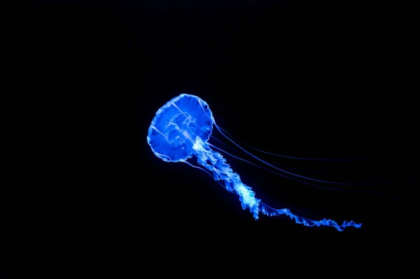 Pequeñas Medusas Flotando Agua Fondo Oscuro Aislado —  Fotos de Stock