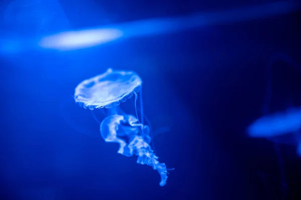 Pequeñas Medusas Flotando Agua Luz Azul Oscura Está Fondo —  Fotos de Stock
