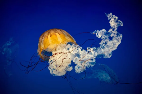 Small jellyfish floating in the water. Dark blue light is on background.