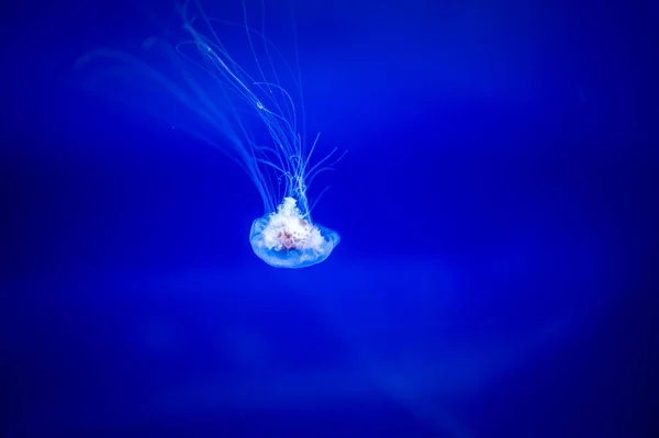 Pequeñas Medusas Flotando Agua Luz Azul Oscura Está Fondo —  Fotos de Stock