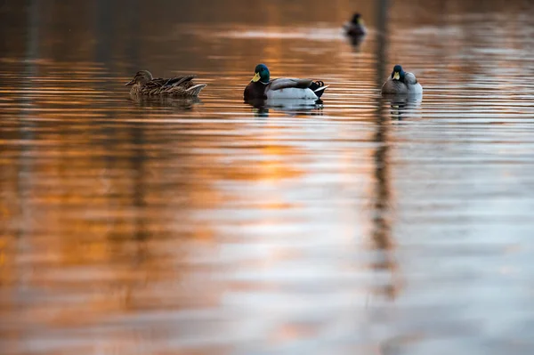 Wild Duck Swims Lake Water Surface You Can See Golden — Stock Photo, Image