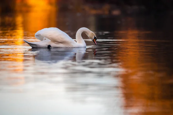 Swan Swims Lake Water Surface You Can See Golden Light — Stock Photo, Image