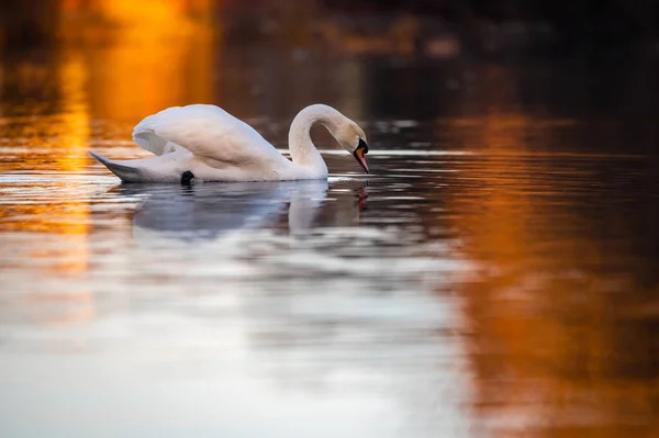 Schwan Schwimmt Auf Dem See Auf Der Wasseroberfläche Sieht Man — Stockfoto