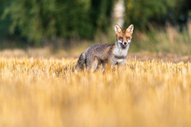 Tilki sahada ve etrafa bakıyor. Güneşli bir sonbahar günü.