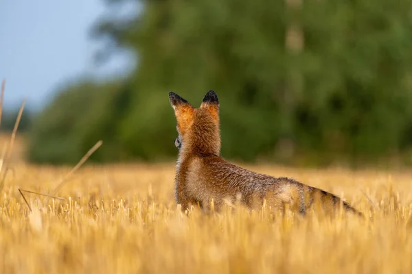 Fox Field Looking Sunny Autumn Day — Stock Photo, Image