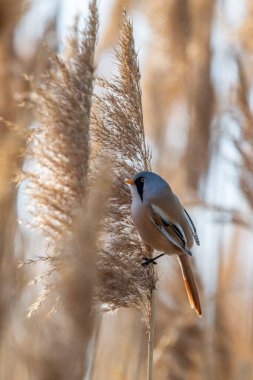 Gölün kenarındaki bir sazlıkta oturan sakallı sazlık (Panurus biarmicus) adında nadir bulunan küçük bir kuş. Doğal ortamdaki kuşun yakın görüntüsü.
