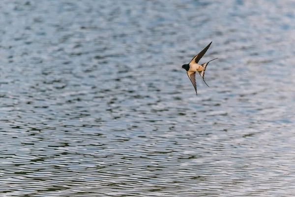 Αχυρώνας Καταπίνει Hirundo Rustica Που Φέρουν Κοντά Μια Επιφάνεια Λίμνης — Φωτογραφία Αρχείου