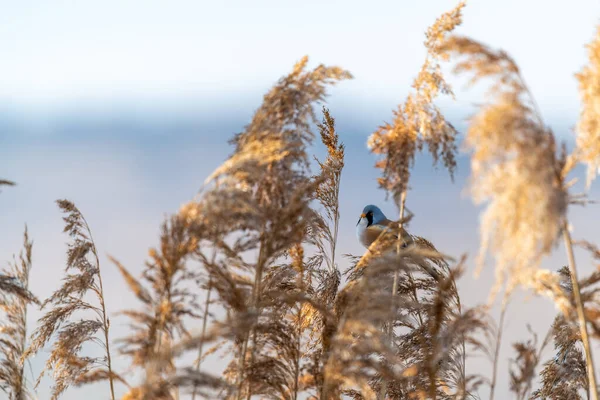 Petit Oiseau Rare Nommé Roseau Barbu Panurus Biarmicus Assis Sur — Photo