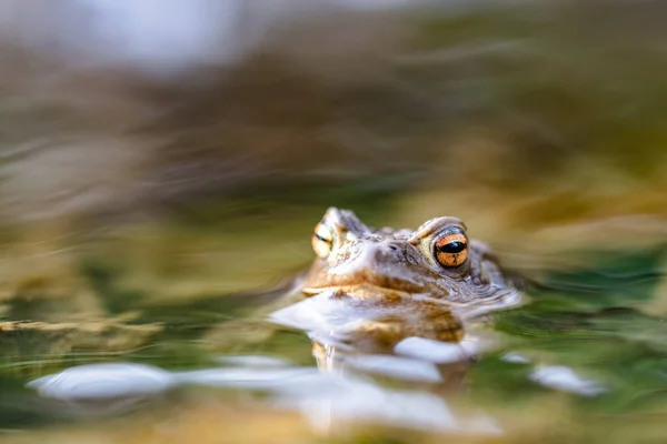 개울에서 수있는 두꺼비 Bufo Bufo 머리와 위에서 만보인다 아름다운 개구리를 — 스톡 사진
