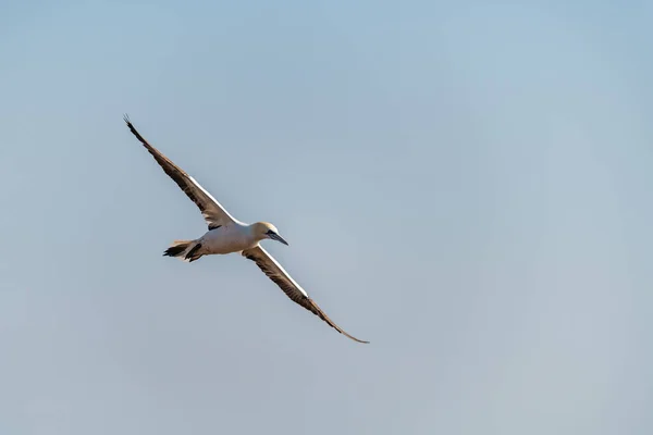 stock image Northern Gannet (Morus bassanus) flying high in the sky above the sea. Captured on Helgoland Island in the North Sea.