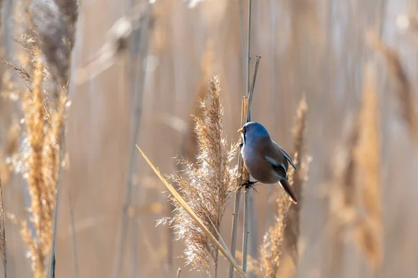 Malý Vzácný Ptáček Jménem Vousatý Rákos Panurus Biarmicus Sedí Rákosí — Stock fotografie