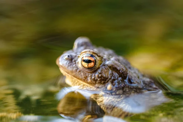 개울에서 수있는 두꺼비 Bufo Bufo 머리와 위에서 만보인다 아름다운 개구리를 — 스톡 사진