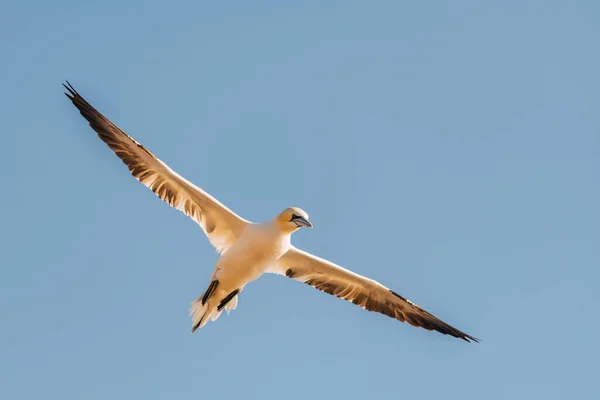 北ガネット モラス バサヌス は空高く海の上を飛んでいます 北海のヘルゴランド島で撮影 — ストック写真