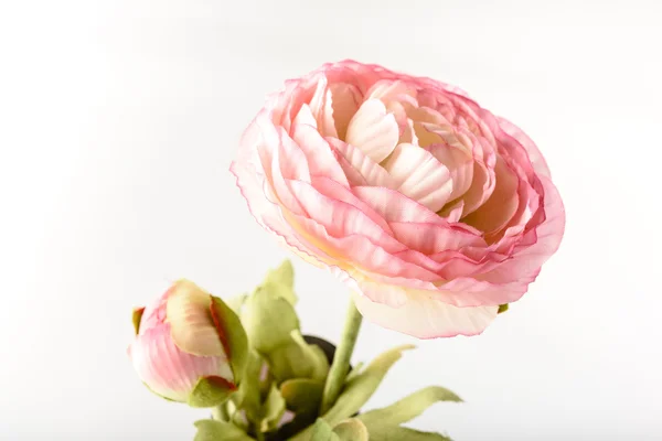 Pink roses in studio — Stock Photo, Image