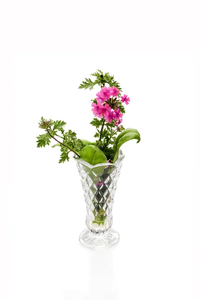 Квіти в скляній вазі на білому тлі — стокове фото