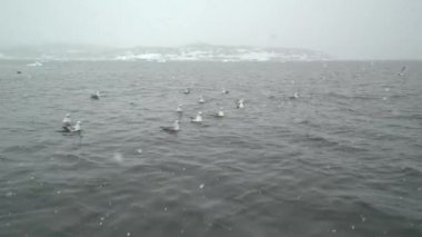 balıkçı tekne ve Kuzey Buz Denizi kuşlarda büyük icebergs ile