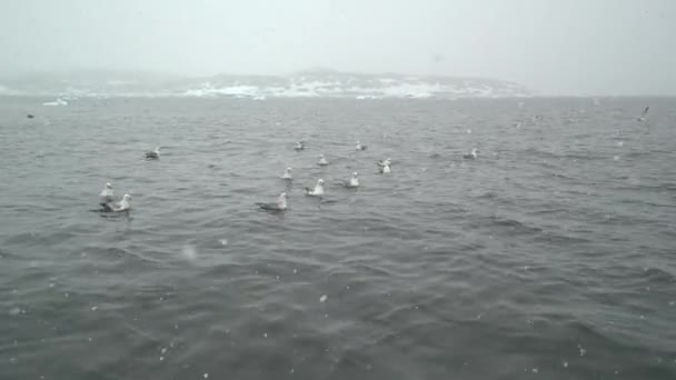 Fisherman boat and birds on arctic ocean with huge icebergs — Αρχείο Βίντεο