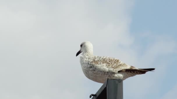Seagull on place and flying to sky — Stock Video