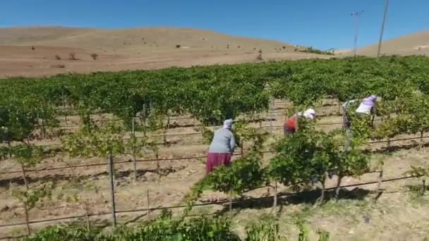Виноградники Турции с воздуха, сентябрь 2016 г. . — стоковое видео