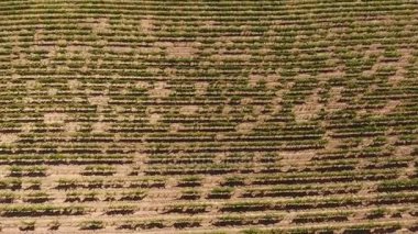 Hava görünümünü Türkiye'de üzüm bağları,). September.2016.
