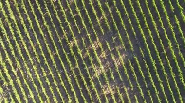 Hava görünümünü Türkiye'de üzüm bağları,). September.2016.