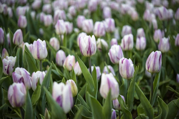 Krásné daisy a tulipány na zahradě města — Stock fotografie