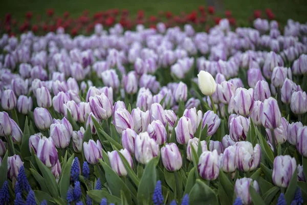 Krásné tulipány a daisy Garden botanika — Stock fotografie