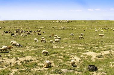 İnekler güneşli günde dağda
