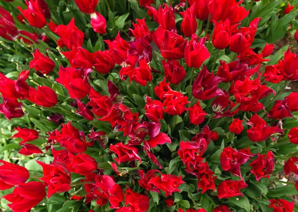 Bellissimi Tulipani Primavera — Foto Stock