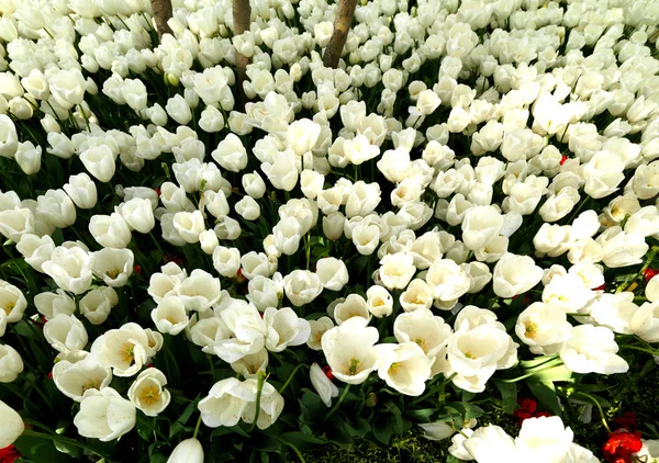 Krásné Tulipány Jaro — Stock fotografie