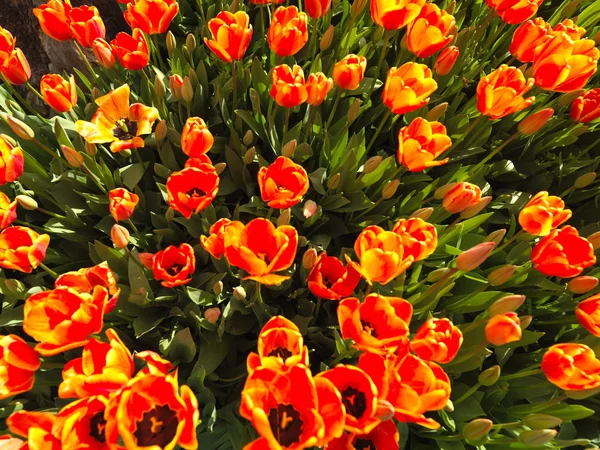 春に美しいチューリップ — ストック写真