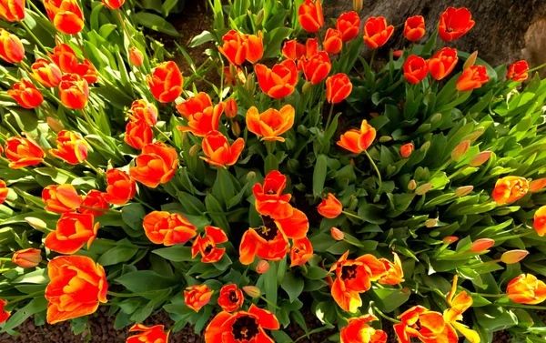 春に美しいチューリップ — ストック写真