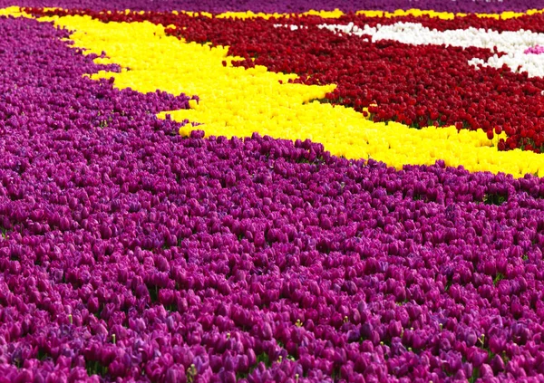 Krásné Tulipány Jaro — Stock fotografie
