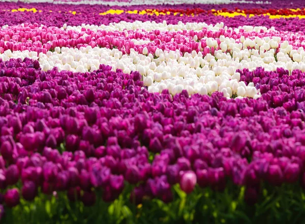 Tulipes Colorées Jardin Public Istanbul — Photo