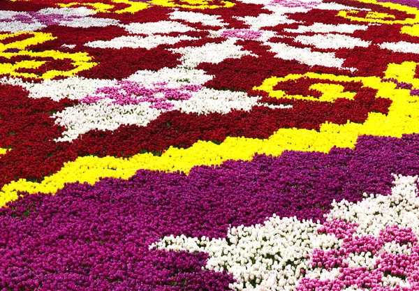 Tulipani Colorati Nel Giardino Pubblico Istanbul — Foto Stock